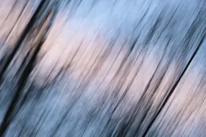 Motion Blur Effect Drucke: Tree mop, long exposure, evening sky in the background