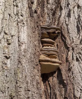 Polyporales Species Drucke: Tree mushrooms