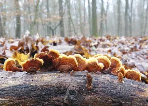 Botany Nature Photography Drucke: Tree mushrooms