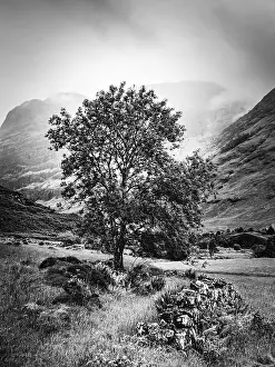 Deserted Valley In Scotland Drucke: Tree and old wall in Black and White