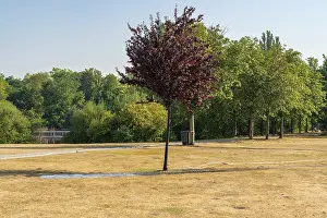 Solitary Tree Landscape Drucke: A tree on a parched meadow, being watered