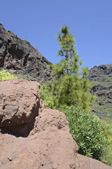 Gran Canaria Mountains Drucke: Tree, pine, landscape, Canary pine