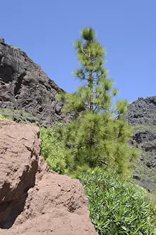 Gran Canaria Mountain Range Drucke: Tree, pine, landscape, Canary pine
