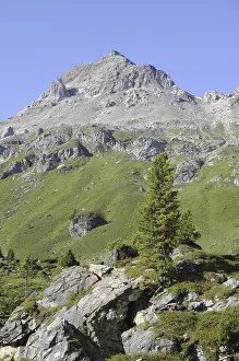 Baum, Tanne, Berge, Gipfel, Alpen