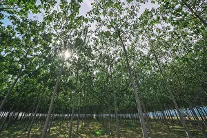 Ecofriendly Agriculture Europe Drucke: Tree plantation, reforestation