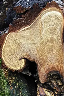 Tree Ring Intersection Drucke: Tree pruning, annual rings, Germany