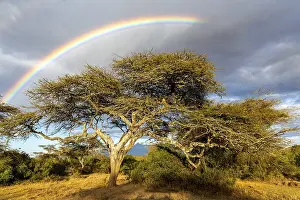 Gloomy Stormy Atmosphere Drucke: Tree under rainbow, clouds, thunderstorm atmosphere