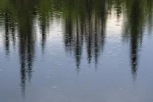 Lapland Forest Lake Drucke: Tree reflection in rain in a forest lake