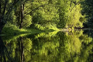 German River Scenery Drucke: Tree reflection in the river Lippe