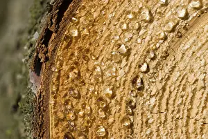 Macro Photography Of Trees Drucke: Tree resin