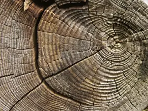Weathered Tree Trunk Drucke: Tree rings