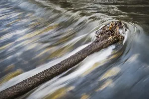 Deserted Waterfront Drucke: The tree in the river