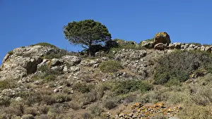Hilly European Landscape Drucke: Tree on rocky hill against a pristine blue sky