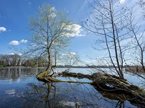 Baum mit Wurzel und Ästen im See.