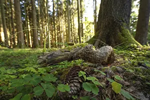 Black Forest Germany Landscape Drucke: Tree root in the evening light