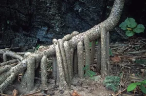 Indian Ocean Landscape Drucke: Tree root on Ko Phi Phi Le, Thailand