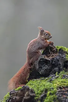 Eurasian Red Squirrel Drucke: A tree root serves as an observation point for the squirrel (Sciurus vulgaris)
