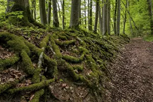 German Forest Landscape Photography Drucke: Tree roots, forest path, Wiesensteig