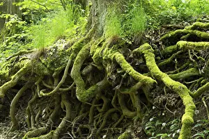 Thuringia Nature Photography Drucke: Tree roots overgrown with moss, Thuringia, Germany