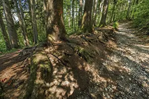 Natural Landmark In Europe Drucke: Tree roots on the stony path to the Teufelskuche (Devil's Kitchen)