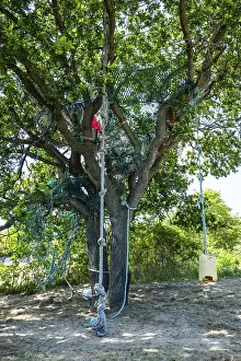 Terschelling Netherlands Drucke: Tree with ropes to climb and swing