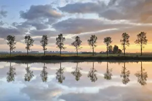 Deserted Countryside Landscape Drucke: Tree row reflected in river at sunrise