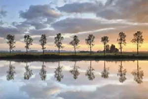 Morning Light Reflections Drucke: Tree row reflected in river at sunrise