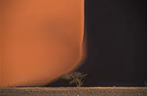 Namibia Desert Landscape Drucke: Tree in front of sand dune at Sossusvlei