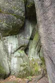 Sandstone Rocks Czech Republic Drucke: Tree between the sandstone rocks of