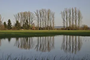 Row Of Trees Germany Drucke: Tree series