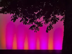 Backlit Tree Photo Drucke: Tree silhouette in front of a bright