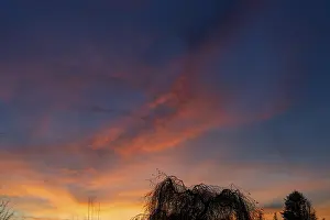 Backlit Tree Photo Drucke: Tree silhouette in evening sky
