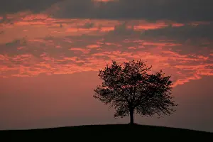 Cloudy Atmosphere Photography Drucke: Tree silhouetted against a sky full of storm clouds