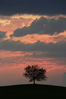 Cloudy Atmospheric Photography Drucke: Tree silhouetted against a sky full of storm clouds