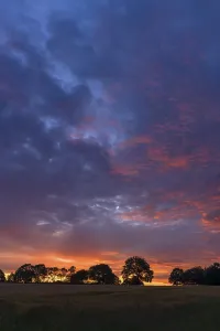 Evening Agricultural Landscape Drucke: Tree silouettes in the evening sky