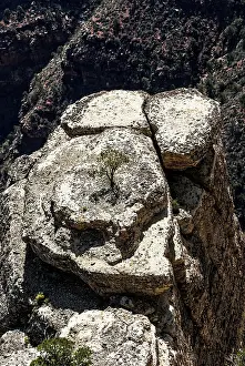 Eroded Rock Formation USA Drucke: Tree, Single, Hermits rest route