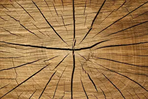 Deserted Tree In Europe Drucke: Tree slice with cracks in wood