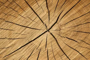 Deserted Tree In Europe Drucke: Tree slice with cracks in wood