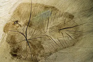 Southern Germany Images Drucke: Tree slice with cracks in the wood