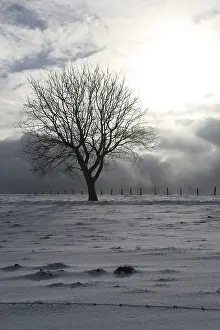 Deciduous Tree Silhouette Drucke: Tree on a snow-covered meadow against the light