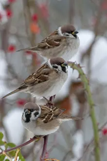 Drucke von Baummeise, Hunderoos, Passer Montanus, Rosa Canina, Rosaceae, Rosenfamilie, Meise, Baummeise , Herbst , Vögel , Hunderoos , Flora Montanus Drucke: Baummeise, Hunderoos, Passer montanus