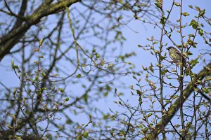 German Sparrow Drucke: Tree sparrow (Passer montanus)