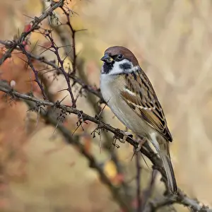 Bird Sitting On A Branch Drucke: Tree sparrow (Passer montanus)