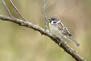 Austrian Wildlife Fauna Drucke: Tree sparrow (Passer montanus)