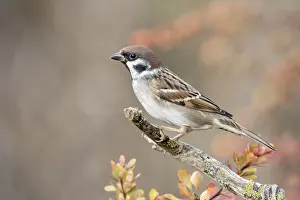 Drucke von Ein Baummeise (Passer montanus) sitzt auf einem toten Ast, Limbach, Burgenland, Österreich Montanus Drucke: Baummeise (Passer montanus) auf einem toten Ast, Limbach, Burgenland, Österreich