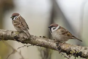 Drucke von Baummeise, Passer Montanus, Meise, Baummeise, Vögel, Passeri, Singvögel, Meise, Meise ,Meise ,Meise ,Meise ,Vögel Montanus Drucke: Baummeise, Passer Montanus, Lerche