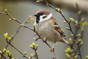 Drucke von Baummeise, Passer Montanus, Meise, Baummeise, Vögel, Passeri, Singvögel, Meise, Meise ,Meise ,Meise ,Meise ,Vögel Montanus Drucke: Baummeise, Passer Montanus, Lerche