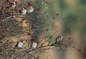 Drucke von Baummeise, Passer Montanus, Lerche, Baummeise, Herbst, Vögel, Hecke, Herbst, Passeri , Singvögel , Lerche , Lerche , Lerche , Lerche , Lerche ,Vögel Alte Welt Spatzen Drucke: Baummeise, Passer Montanus, Lerche