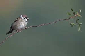 Drucke von Baummeise, Passer Montanus, Meise, Baummeise, Vögel, Passeri, Singvögel, Meise, Meise ,Meise ,Meise ,Meise ,Vögel Montanus Drucke: Baummeise, Passer Montanus, Amsel