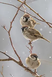 Drucke von Baummeise, Passer Montanus, Meise, Vögel, hoher Größe, Portraitformat, Passeri, Singvögel, Meise Montanus Drucke: Baummeise, Passer montanus, Spatz.